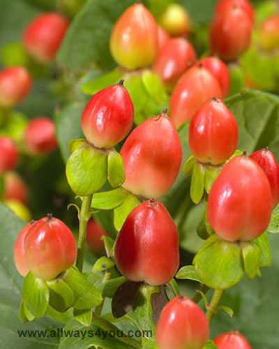 Hypericum Nipi Red Flowers